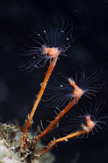 Underwater shot of oaten pipes hydroid. There are three long stems and each have long tenticles on the end in a flower head shape.