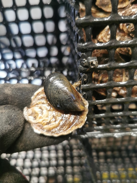 Blue Mussel being helf in a gloved hand next to the oyster trestles being shown to the camera.