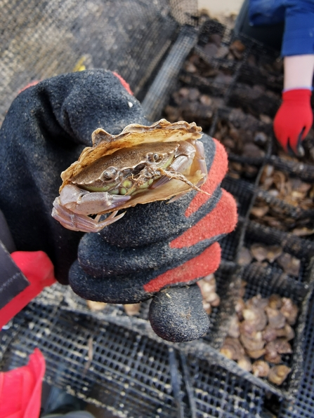 shore crab hiding in an empty oyster shell being shown to the camera in a red and black gloved hand. The person is standing over the oyster trestles on the sea shore.