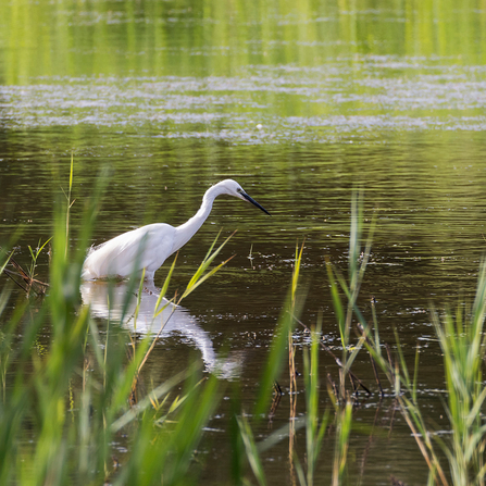 A little egret wading through a lake