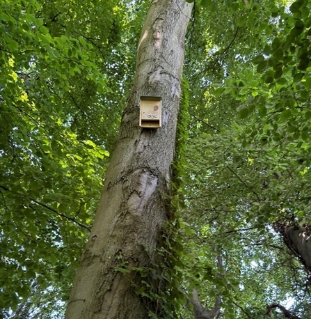 View of a bat box on a tree in a woodland