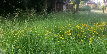 View of a blooming green meadow with yellow flowers dotted through it. There are woodland trees on the left