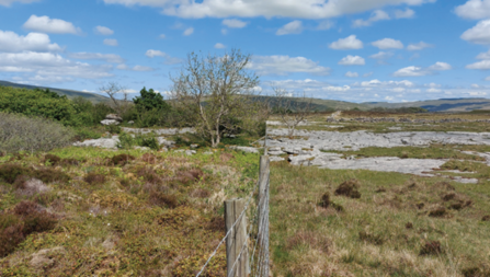 photograph of Scar Close on Ingleborough. One side of the fence has not been grazed since the 1970s, and is now one of the best places for wild plants in the UK. The other side is heavily grazed by sheep with a clearly visible stark difference.