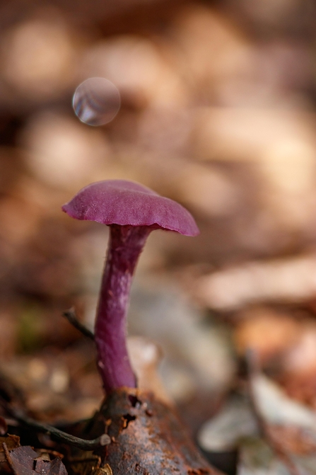 singular purple fungi on the brown leaf littered woodland floor