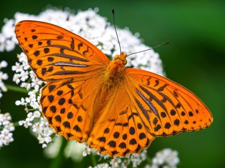 A bright orange butterfly with black wing markings and faint silver on its top wings