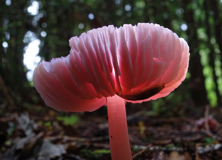 a pink fungi with its spore facing upwards rather than the usual downwards facing toadstool spores. It's on the woodland floor and you can see trees and daylight creeping through in the background.