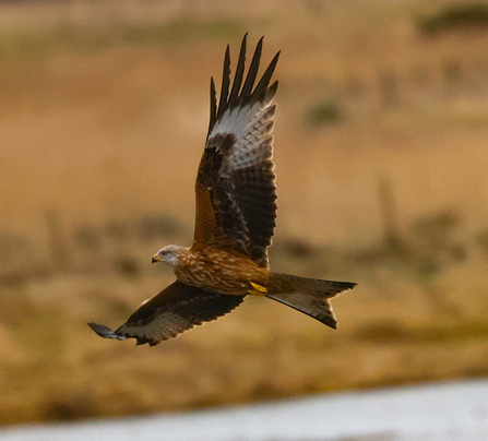 red kite in flight over a wetland nature reserve