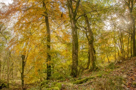 Autumn coloured woodland