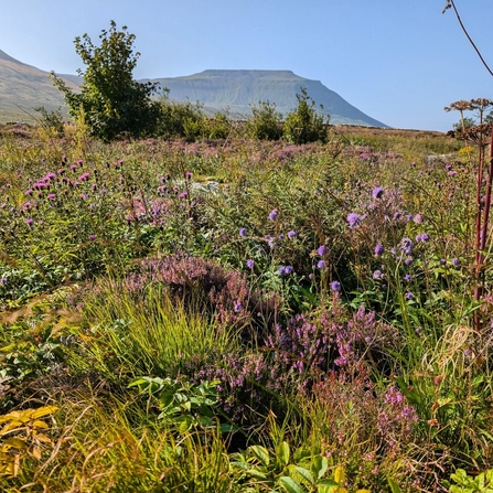 An array of colourful wild plants on Ingleborough in summer