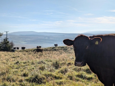 Cows grazing on a mountain top field in the Yorkshire Dales. There is one cow near the camera with its head turned towards it