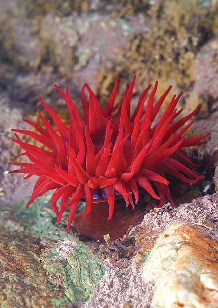 Beadlet anemone - a red pom pom with long tassley tentacles.