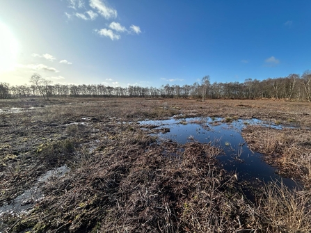 View of a moor after restoration work and it is re-wetted and ready for plants to recolonise