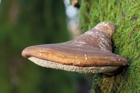 Birch polypore bracket fungi growing out of a mossy section of a tree trunk