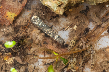 Cased Caddis Fly and Gammerus shrimp