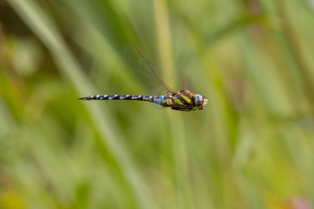 Migrant Hawker Dragonfly in flight