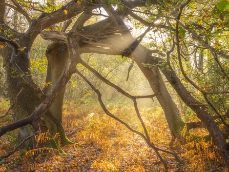 sun streaming through an autumn ancient woodland. The ground is orangey yellow from leaf litter.