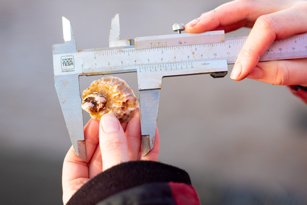 Oyster monitoring - a person holding an oyster in their left hand and a measuring device in their right.