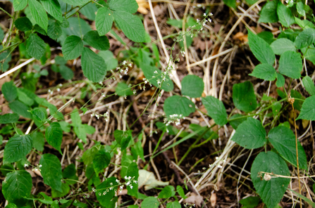 Dog's Mercury - Low Wood