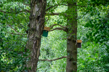 Bird Boxes at Low Wood