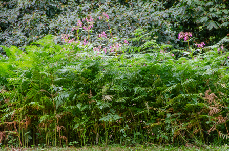 Himalayan Balsam - Low Wood