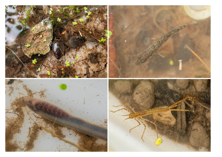 Composite picture showing Great Diving Beetle, Stickleback, Demoiselle damselfly nymph, Brook Lamprey