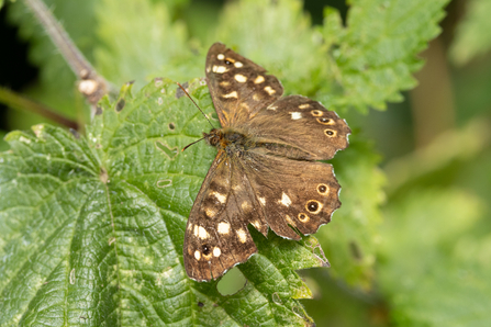 Speckled Wood butterfly on a leaf