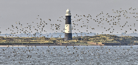 flock of birds over the humber with Spurn lightouse on the peninsula in the background