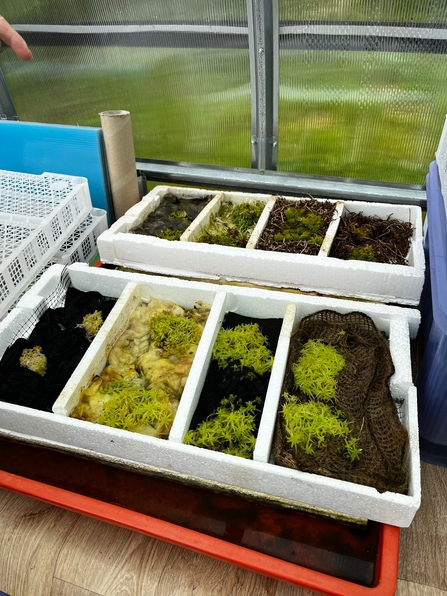 sphagnum moss in 4 compartments in a white box and the same again behind, inside the polytunnel