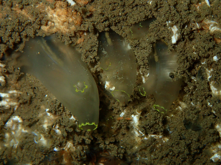 Yellow ringed sea squirts 