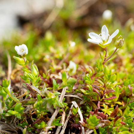 The white flower of Yorkshire sandwort