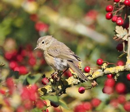 Chiffchaff among hawthorn berries