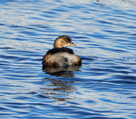 Little grebe swimming on blue lake