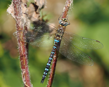 Close-up of male migrant hawker