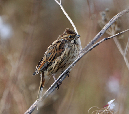 Reed bunting clinging to stalk