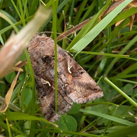 moth in the grass