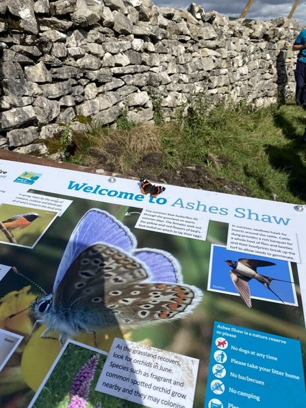 butterfly resting on an infographic board about Ashes Shaw