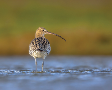 A curlew wading in the shallows of a lake