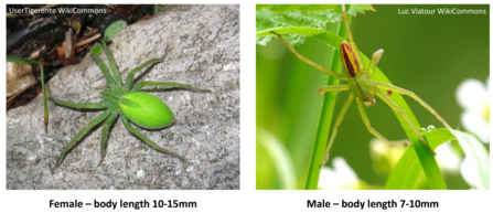 Photographs of a female and male green huntsman spider