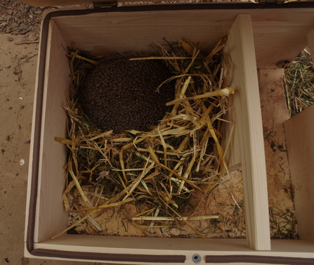 Hedgehog in a box with the lid open looking in. The hedgehog is resting on a bed of straw