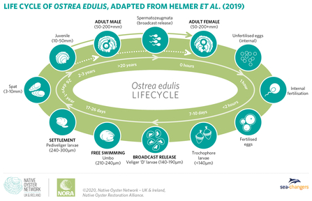 Infographic showing the lifecycle of native oysters