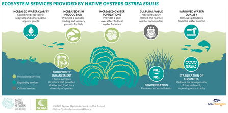 Infographic showing the impact of oysters on ecosystems