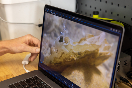 Screen showing video footage of oysters feeding