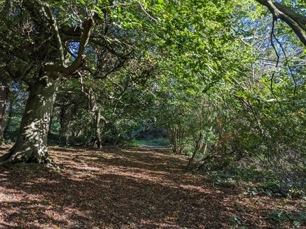 a woodland in autumn sunlight