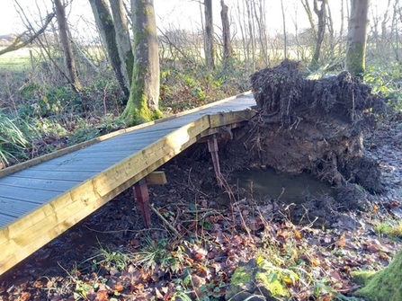 Damage to boardwalk at Adel Dam caused by large falling tree