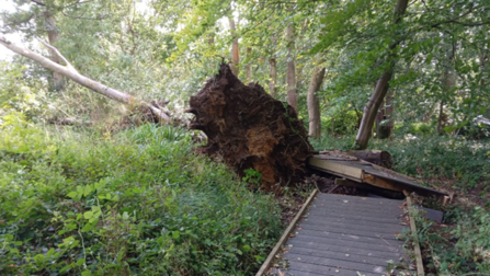 Fallen tree across the board walk at Adel Dam