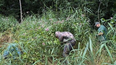 Volunteers pulling Himalayan Balsam at Adel Dam