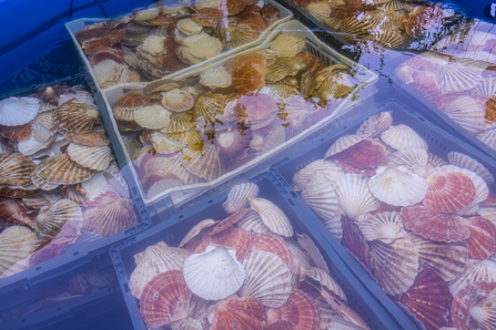 Scallop shells in tanks