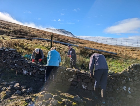 a group of pepople repairing a drystone wall on a sunny day up in the Yorkshbire Dales