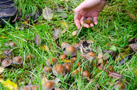 Close up of fungi growing in a grass verge