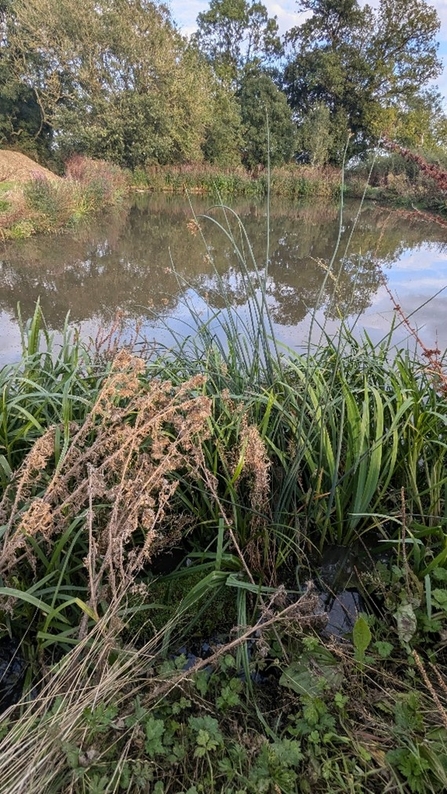 Several plants in the foreground fringe the pond in the background